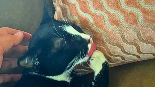 bigglesworth the cat